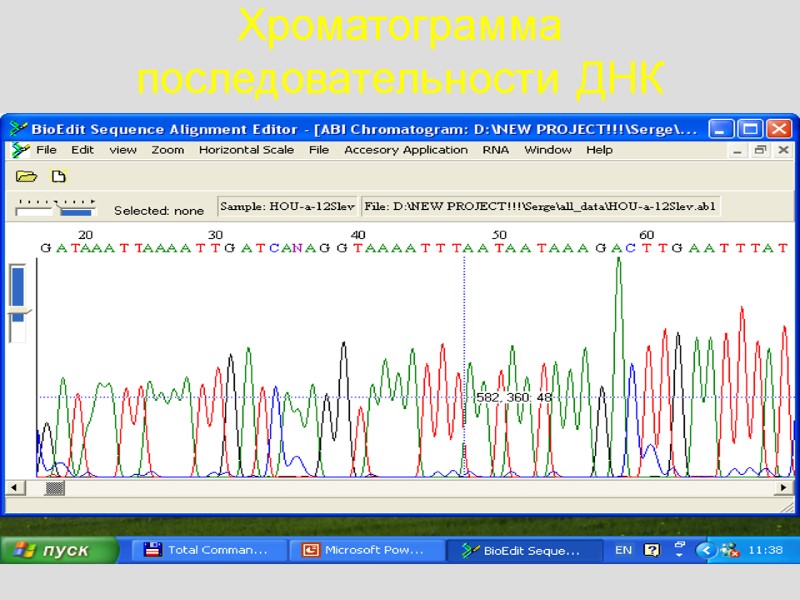Хроматограмма последовательности ДНК